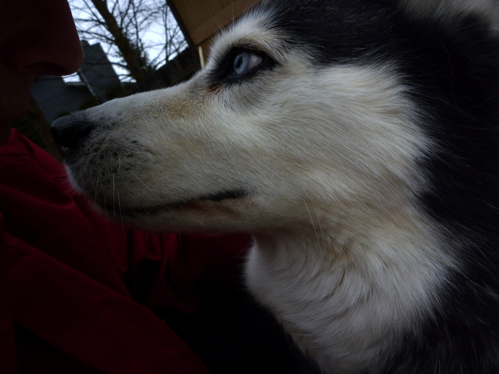 Spokane Pooper Scooper Yard Service (509) 4351103